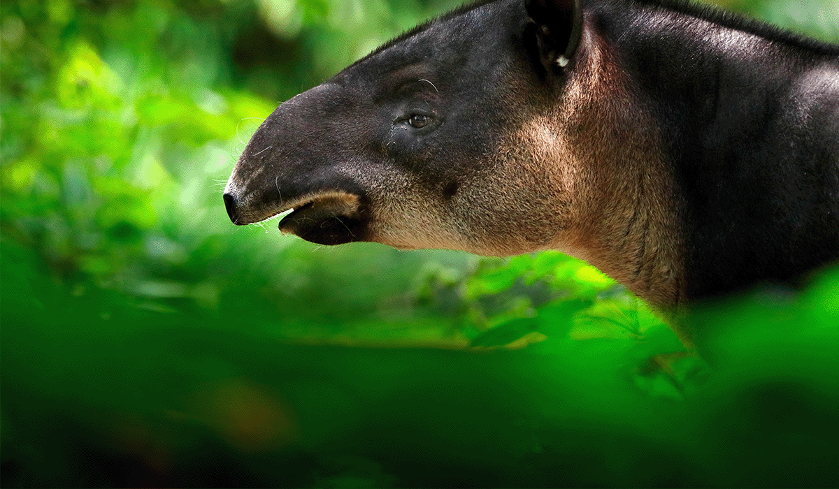 The effects of deforestation on wildlife in Honduras